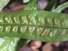 Leptochilus pteropus