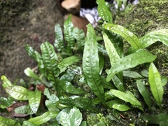 Leptochilus pteropus