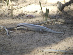 Trachylepis binotata