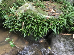 Leptochilus pteropus
