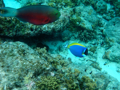 Chlorurus strongylocephalus