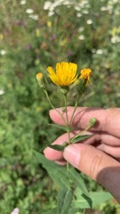 Hieracium virosum