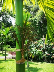 Areca catechu