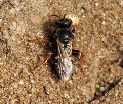 Oxybelus uniglumis