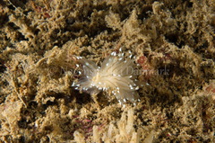 Antiopella cristata