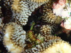 Percnon planissimum