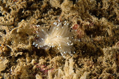 Antiopella cristata