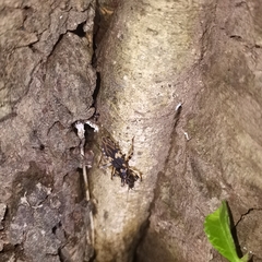 Acanthaspis quadriannulata