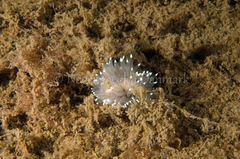 Antiopella cristata