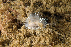 Antiopella cristata