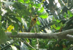 Icterus mesomelas