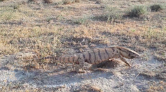 Varanus griseus caspius