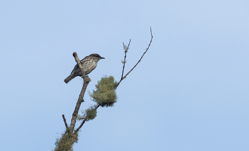 Stripe-breasted Rhabdornis (Rhabdornis inornatus), photo 5