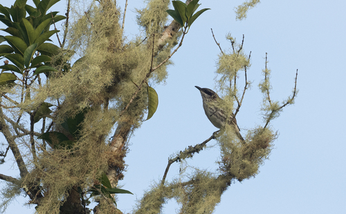 Stripe-breasted Rhabdornis (Rhabdornis inornatus), photo 4