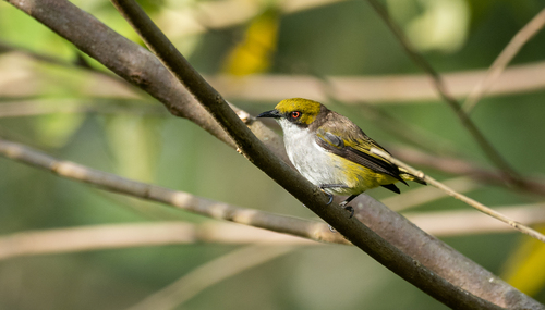 Olive-capped Flowerpecker (Dicaeum nigrilore), photo 5