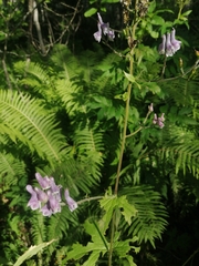 Aconitum septentrionale