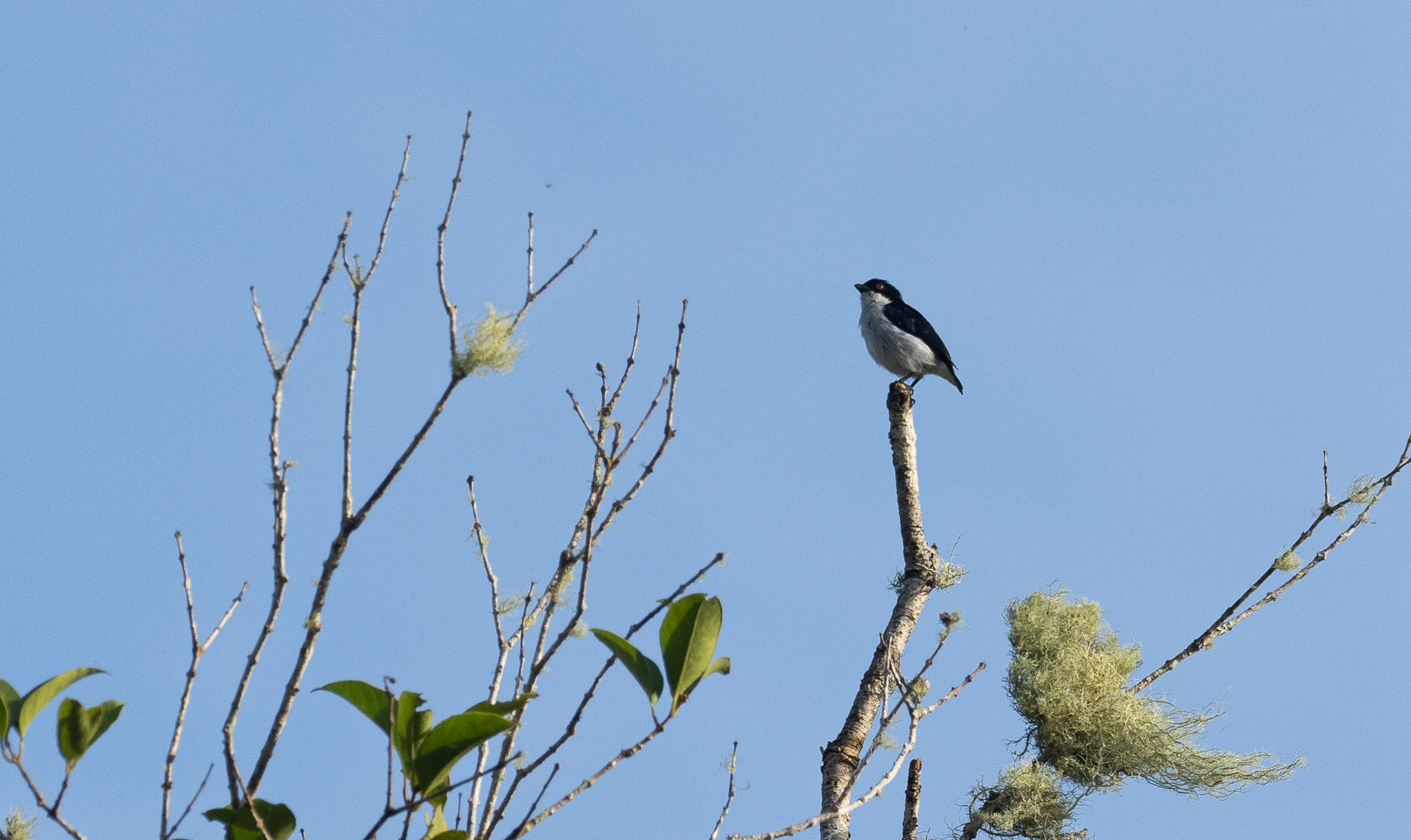 Bicolored Flowerpecker (Dicaeum bicolor), photo 9