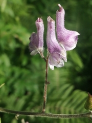 Aconitum septentrionale