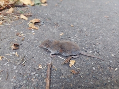 Crocidura suaveolens