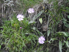 Silene hupehensis