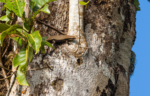 Caraga Sun Skink, Eutropis caraga