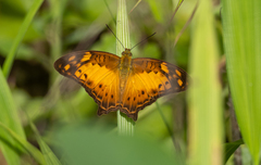 Vagrans sinha sinha