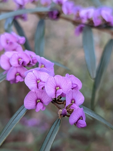 Hovea lorata I.Thomps.