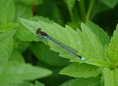 Erythromma najas najas