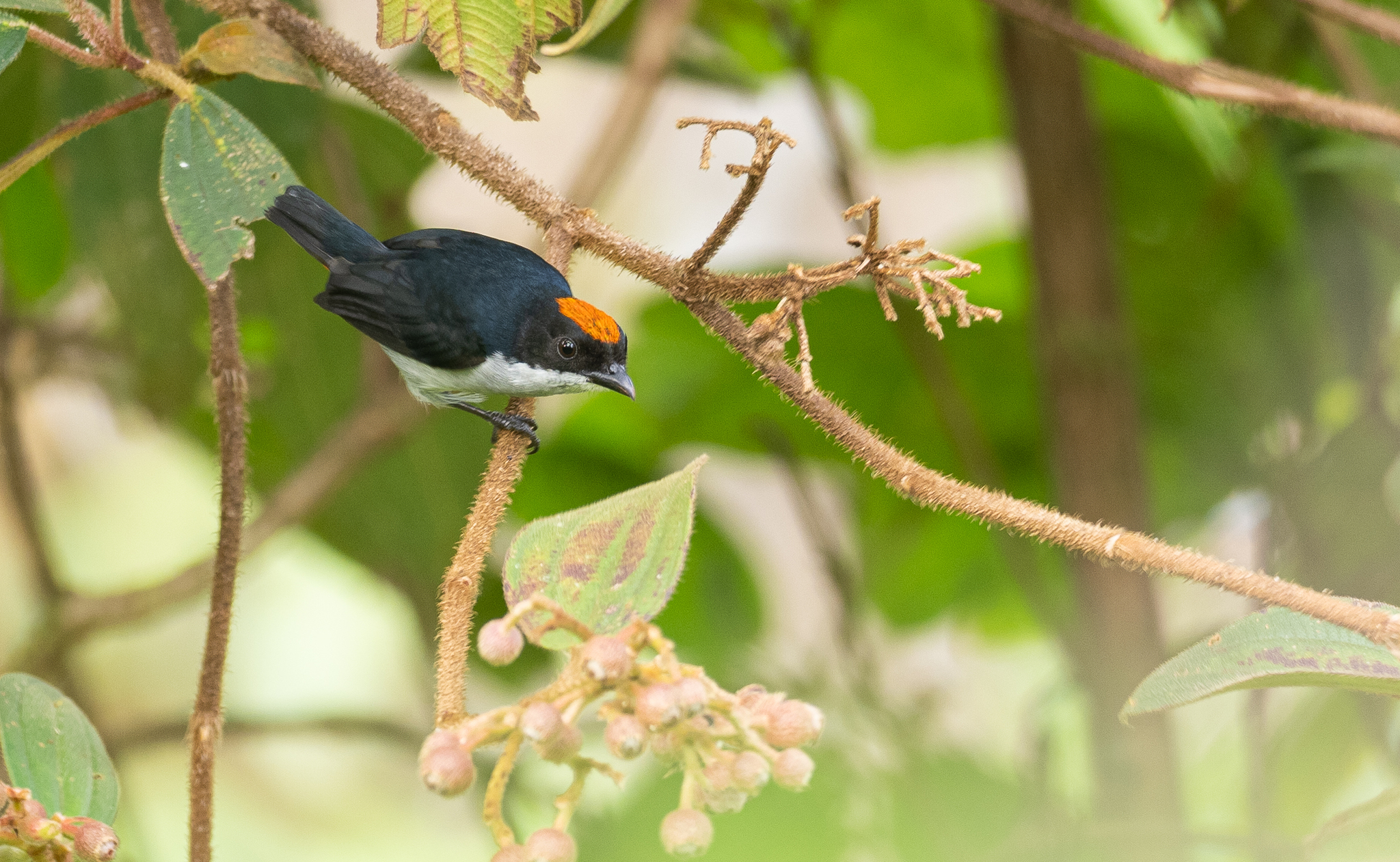 Flame-crowned Flowerpecker (Dicaeum kampalili), photo 4