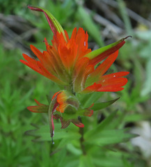 Castilleja chambersii