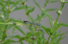 Erythromma najas najas