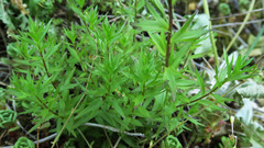 Castilleja chambersii