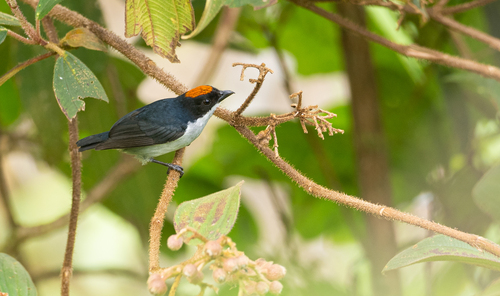 Yellow-crowned Flowerpecker (Dicaeum anthonyi), photo 1