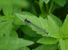 Erythromma najas najas