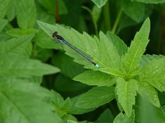 Erythromma najas najas