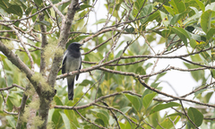 Malindangia mcgregori