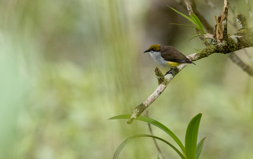 Olive-capped Flowerpecker (Dicaeum nigrilore), photo 2