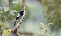 Malindangia mcgregori