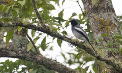 Malindangia mcgregori