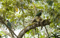 Ptilinopus occipitalis