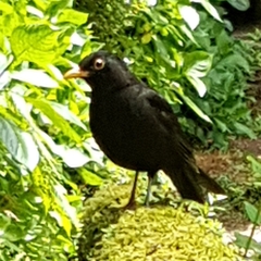 Turdus merula azorensis