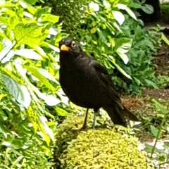 Turdus merula azorensis
