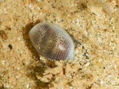 Atys semistriatus