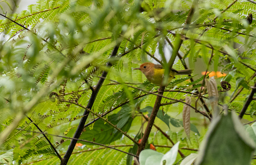 Rufous-headed Tailorbird (Phyllergates heterolaemus), photo 4