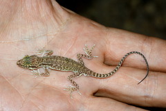 Crossobamon eversmanni