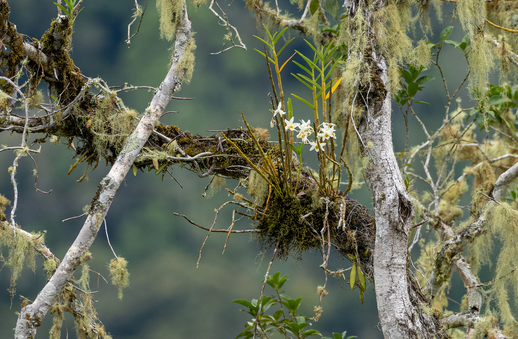 Dendrobium velutinelabrum M.A.Clem. & Cootes 3