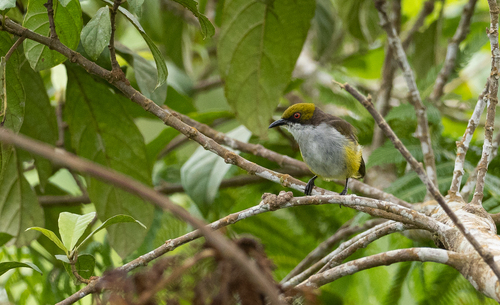 Olive-capped Flowerpecker (Dicaeum nigrilore), photo 8