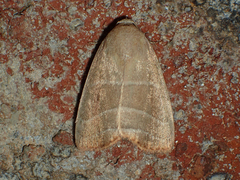 Bagisara rectifascia