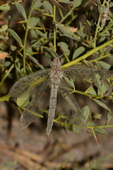 Acanthaclisis pallida