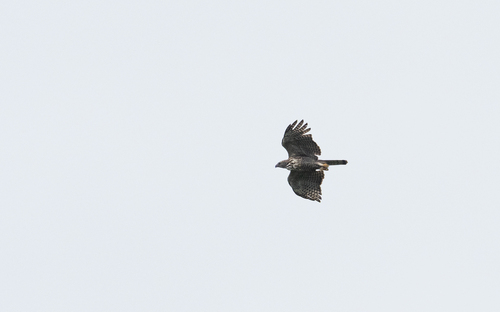 Pinsker's Hawk-Eagle (Nisaetus pinskeri), photo 9